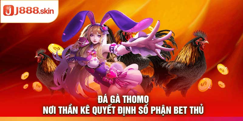 Đá Gà Thomo – Nơi Thần Kê Quyết Định Số Phận Bet Thủ